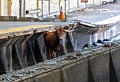 Из-за побега быка со скотобойни задержали поезда между Нью-Йорком и Нью-Джерси