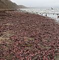 Пляж в Калифорнии подвергся нашествию "рыбы-пениса"