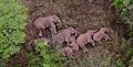 Путешествующие по Китаю 12 слонов и 3 слоненка прилегли поспать. Наверное, устали