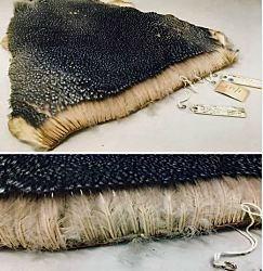 Если вы думали, что пингвины — это просто гладкие и скользкие птицы, готовьтесь к удивлению! 