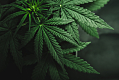 Палата представителей приняла законопроект о декриминализации марихуаны