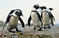 В ЮАР вдвое сократилась популяция африканских пингвинов