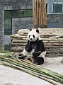 Резерваты большой панды