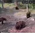 Из леса выскочила толпа медведей