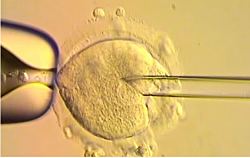 Трамп заключает сделку о снижении стоимости ЭКО