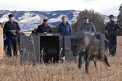 Администрация Трампа запретила властям Колорадо завозить волков из Канады