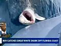12-летний мальчик поймал большую белую акулу во время рыбалки во Флориде  