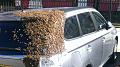 В штате Нью-Мексико мужчина обнаружил у себя в машине несколько тысяч пчел
