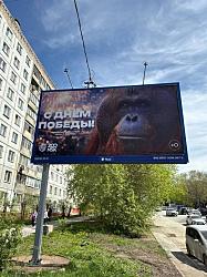 В Новосибирске из-за баннера с орангутаном ко Дню победы прокуратура и Роскомнадзор начали проверку