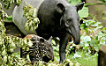 В Бразилии впервые за столетие в дикой природе родился тапир