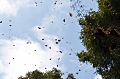 Миллионы бабочек прилетят в Нью-Йорк этой весной: как наблюдать за этим зрелищем