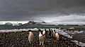 В прошлом году по Антарктиде ударила самая сильная в мире тепловая волна - что это значит для нашей планеты?