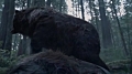 В Коннектикуте медведь напал на 10-летнего ребенка