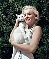 Мэрилин Монро и её белая кошка 