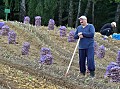 Зачем Лукашенко нужна «колхозная гвардия»?