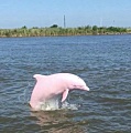 Редчайшего розового дельфина заметили на побережье в Луизиане