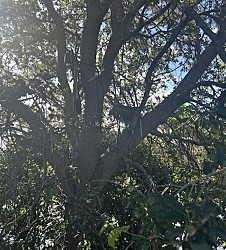 Рядом с бортом номер один Трампа обнаружена охотничья стоянка