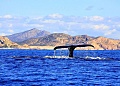 Резерват китов Эль-Вискаино в Мексике 