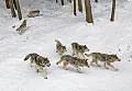 У волков из Чернобыльской зоны развилась устойчивость к раку