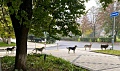 Собаки в Краматорске стояли в очереди, чтобы поесть
